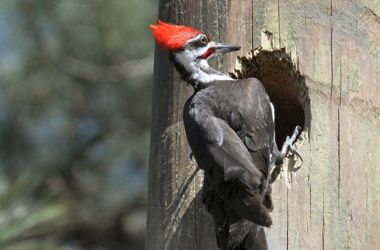 Avian Assessment Edm International Woodpecker 08