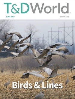 Bird-Line Collision | T&D World (tdworld.com)